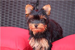 Belladonna - Yorkshire Terrier - Yorkie for sale