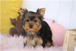 Ethel - puppy for sale