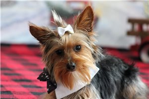 Porter - Yorkshire Terrier - Yorkie for sale