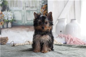 Erin - Yorkshire Terrier - Yorkie for sale