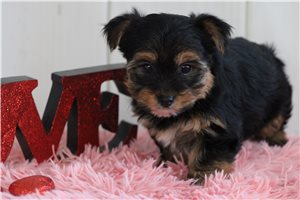 Fitz - puppy for sale