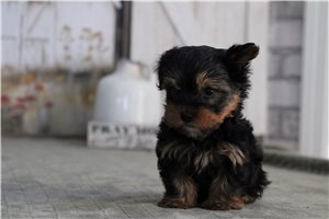 Colin - Yorkshire Terrier - Yorkie for sale