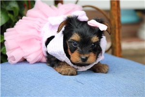 Bailey - Yorkshire Terrier - Yorkie for sale