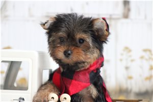 Raglan - Yorkshire Terrier - Yorkie for sale