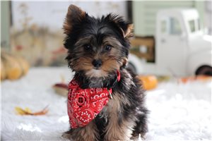 Lucero - Yorkie for sale