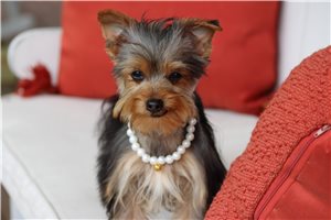 Ethel - Yorkshire Terrier - Yorkie for sale