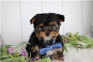 Foster - Yorkshire Terrier - Yorkie for sale