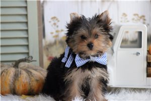 Raglan - Yorkie for sale