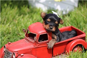 Bailey - Yorkshire Terrier - Yorkie for sale