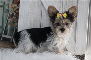 Thelma - Yorkie for sale