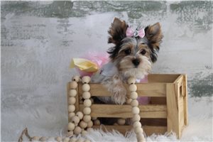Thelma - Yorkie for sale