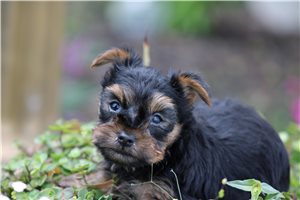 Quinton - Yorkshire Terrier - Yorkie for sale