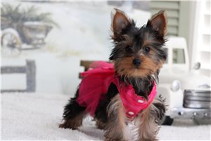 Lily - puppy for sale