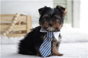 Lucero - Yorkie for sale