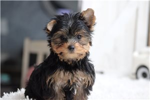 Beauregard - Yorkshire Terrier - Yorkie for sale