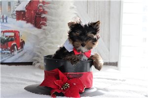 Lincoln - puppy for sale