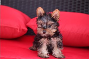 Quinton - Yorkshire Terrier - Yorkie for sale