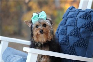 Melina - Yorkshire Terrier - Yorkie for sale