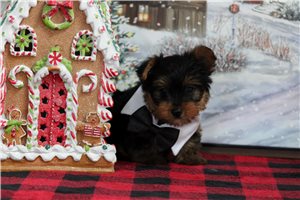Lucas - Yorkshire Terrier - Yorkie for sale