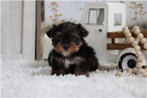 Lucky - Yorkie for sale