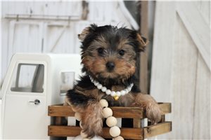 Rachelle - puppy for sale