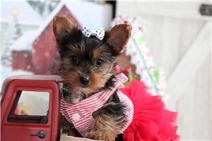 Luna - puppy for sale