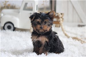 Tilda - puppy for sale