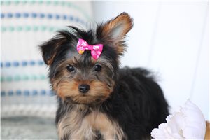 Erin - Yorkshire Terrier - Yorkie for sale