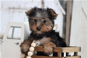 Rocko - puppy for sale