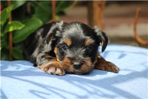 Pickles - puppy for sale