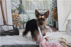 Everly - Yorkshire Terrier - Yorkie for sale