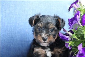 Peanut - Yorkshire Terrier - Yorkie for sale