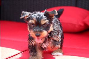 Pickles - Yorkshire Terrier - Yorkie for sale