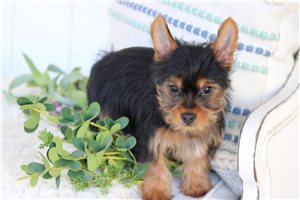 Eddie - puppy for sale