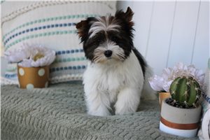 Holden - Yorkshire Terrier - Yorkie for sale