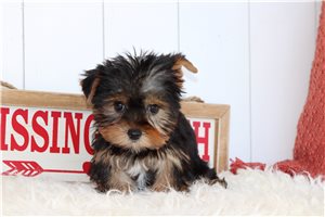 Honey - Yorkshire Terrier - Yorkie for sale