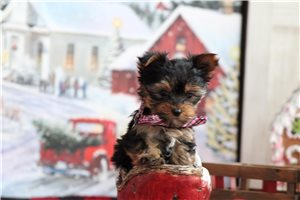 Luke - puppy for sale