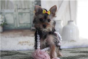 Gabriella - Yorkshire Terrier - Yorkie for sale