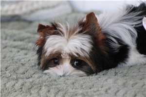 Hannah - Yorkshire Terrier - Yorkie for sale