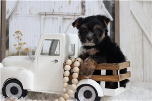 Lacey - Yorkie for sale