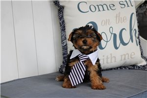 Qwigley - Yorkshire Terrier - Yorkie for sale