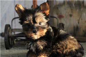 Colby - Yorkshire Terrier - Yorkie for sale