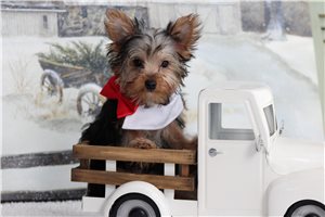 Cadet - puppy for sale