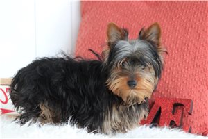 Liam - Yorkshire Terrier - Yorkie for sale