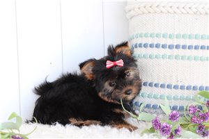 Izalea - Yorkshire Terrier - Yorkie for sale
