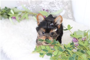 Gianna - puppy for sale