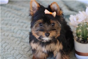Goldie - Yorkshire Terrier - Yorkie for sale