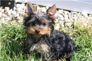 Erin - puppy for sale