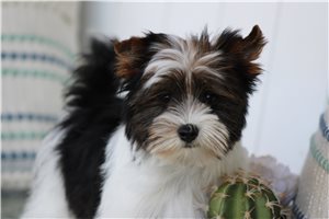 Holden - puppy for sale