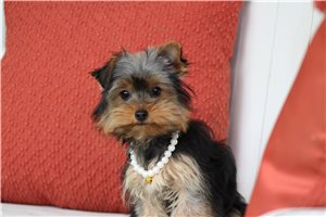 Erin - Yorkshire Terrier - Yorkie for sale